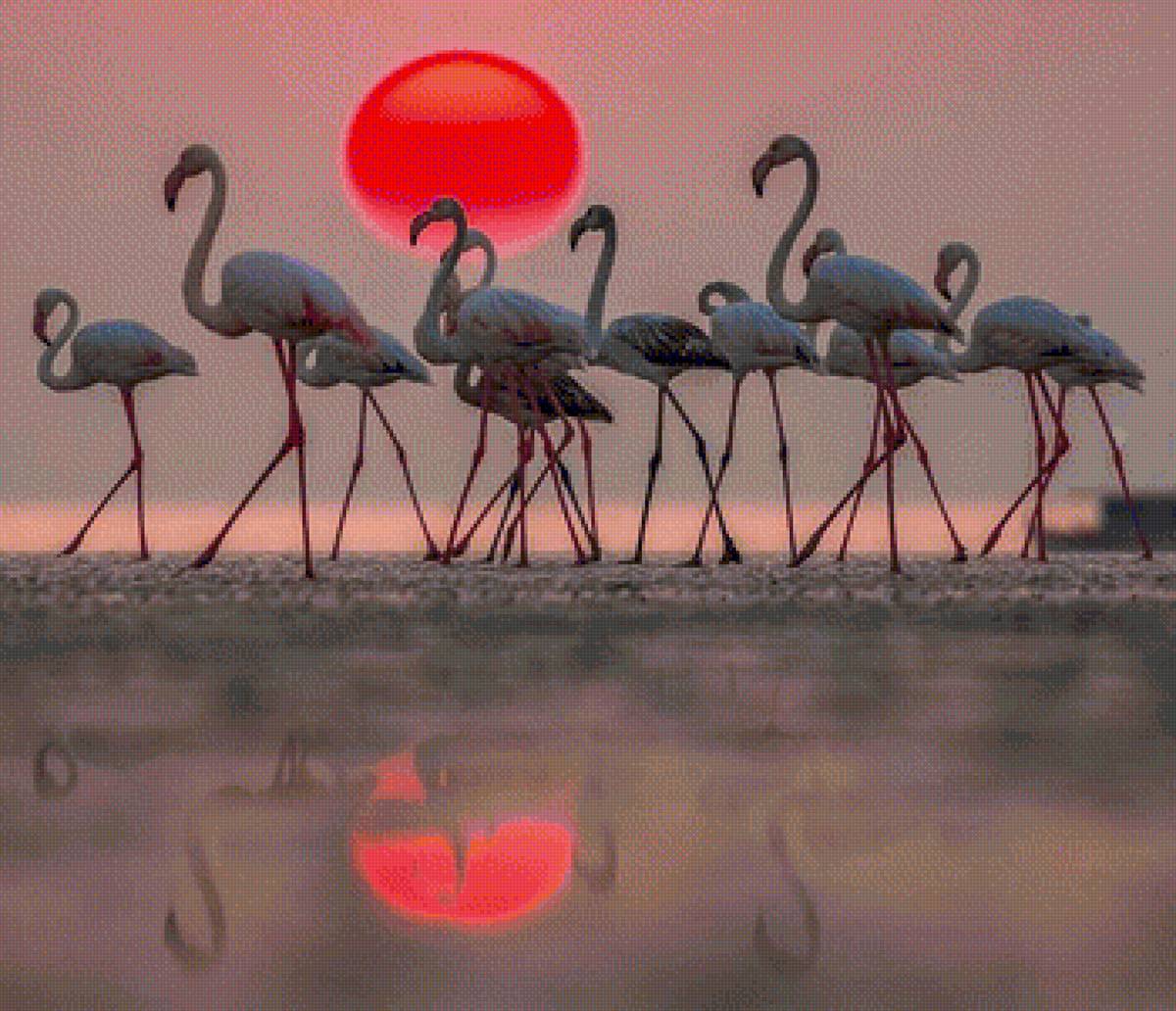 rozovii flomingo - птицы, природа - предпросмотр