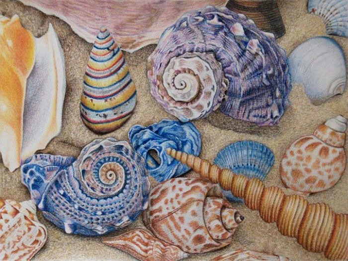 Ракушки - морское - оригинал
