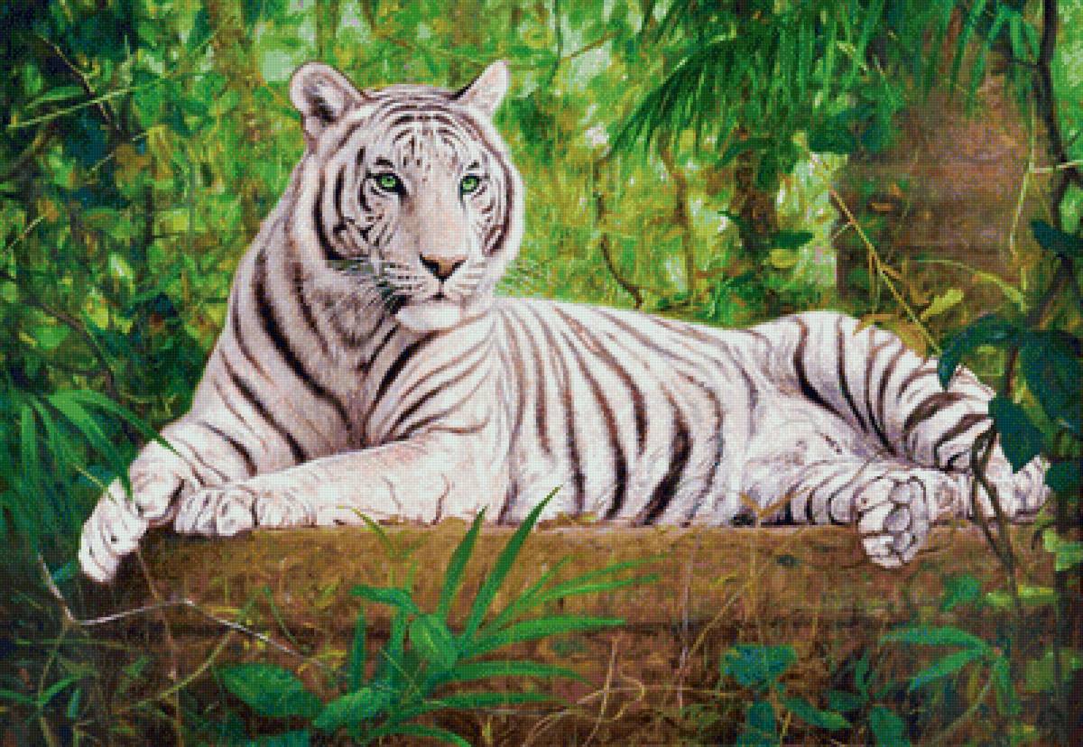 Белый тигр - рисунок, природа, тигр, животные - предпросмотр