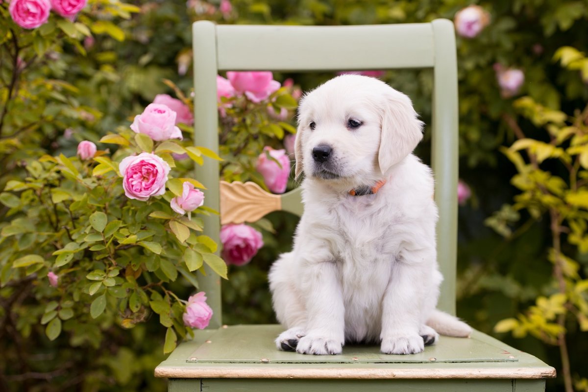 Щенок и розы - розы, собака, щенок, цветы, животные - оригинал