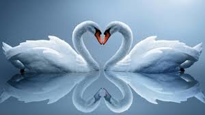 Лебеди - лебеди - оригинал