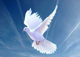 Голубь - голубь - оригинал