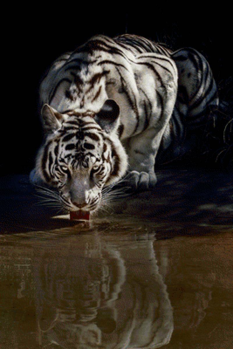 Тигр - тигр - предпросмотр