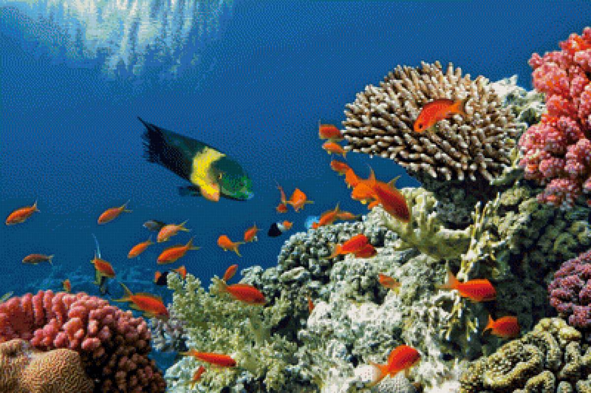 Подводный мир - море, кораллы, подводный мир, рыбы - предпросмотр