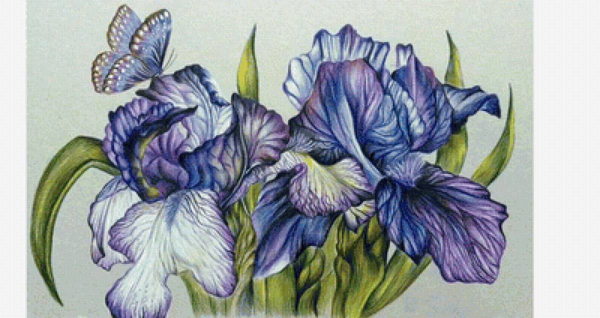 Ирисы и бабочка - бабочка, цветы - предпросмотр