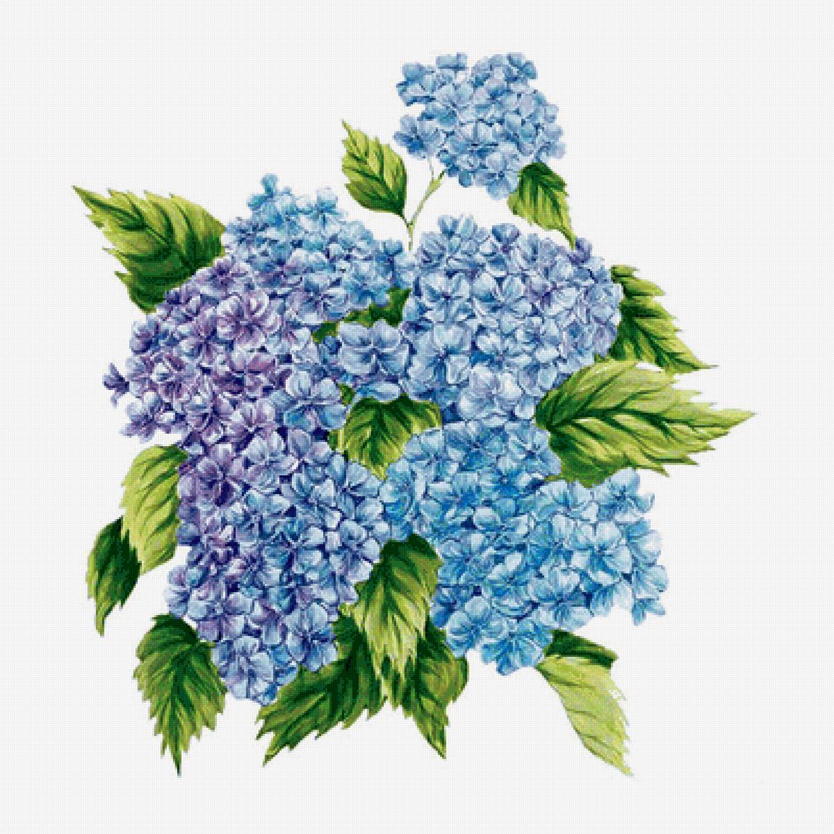 Гортензия - цветы - предпросмотр