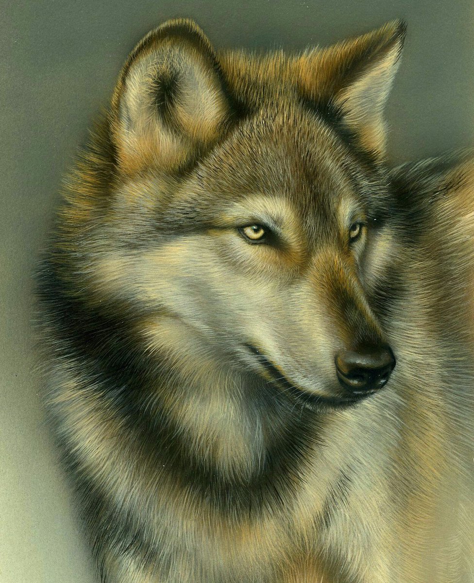 Волк - волк, животные, рисунок - оригинал