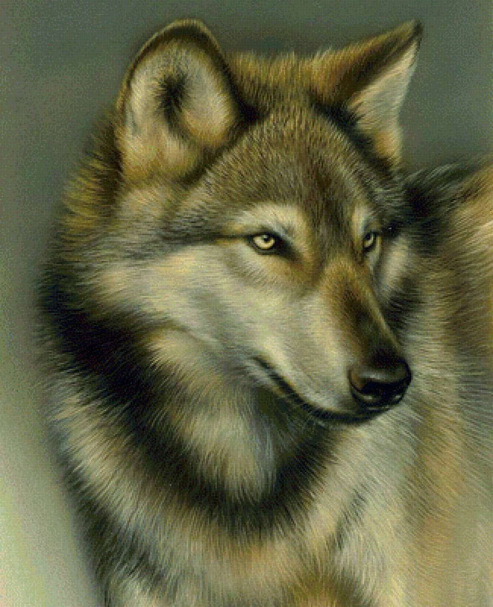 Волк - волк, рисунок, животные - предпросмотр