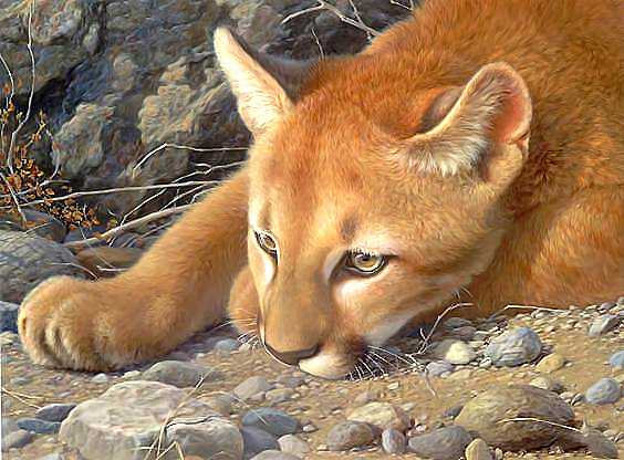 Серия "Хищники". Пума - животные, пума, хищники - оригинал