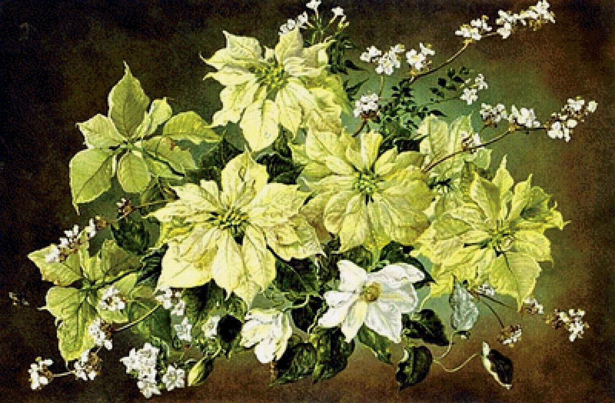 №1882835 - пуансетия - предпросмотр