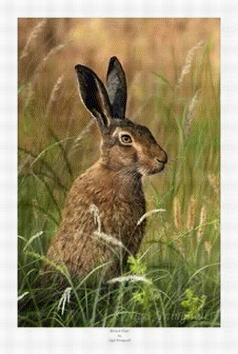 заяц - животные, заяц - предпросмотр