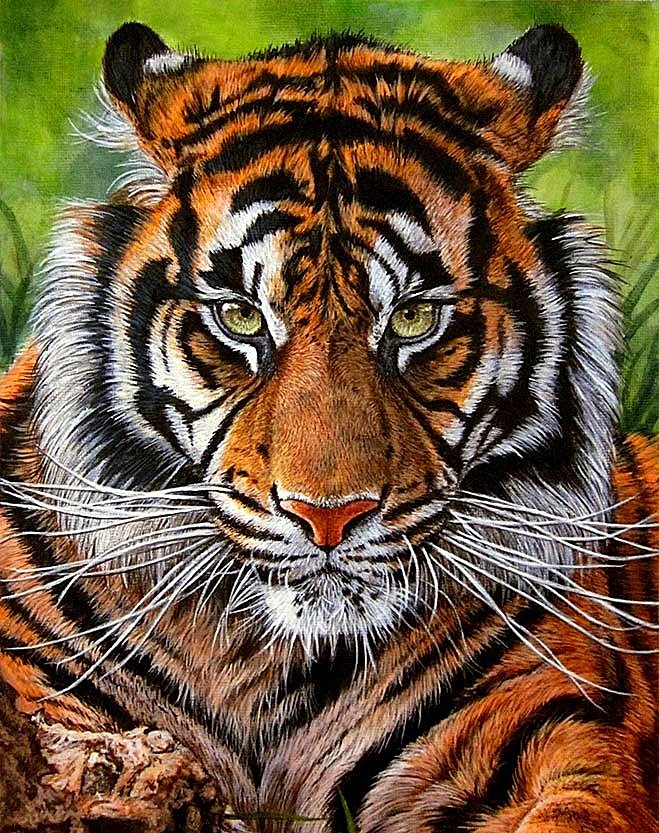 №1883385 - тигр - оригинал