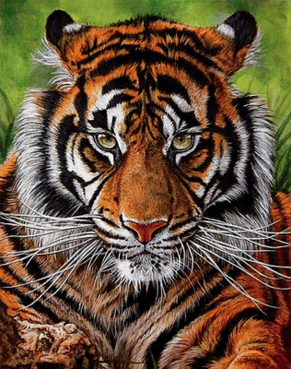 №1883385 - тигр - предпросмотр