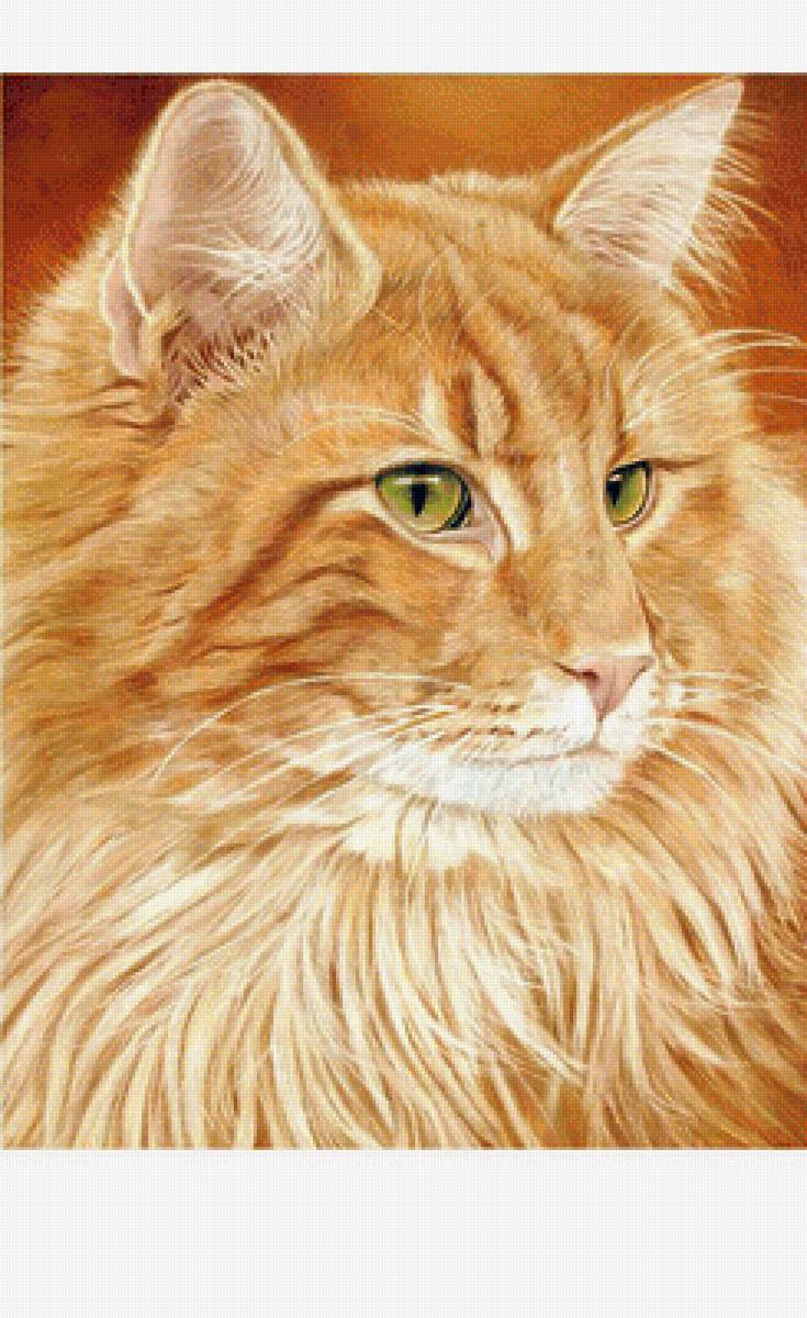 Котик - животные, рыжий кот - предпросмотр