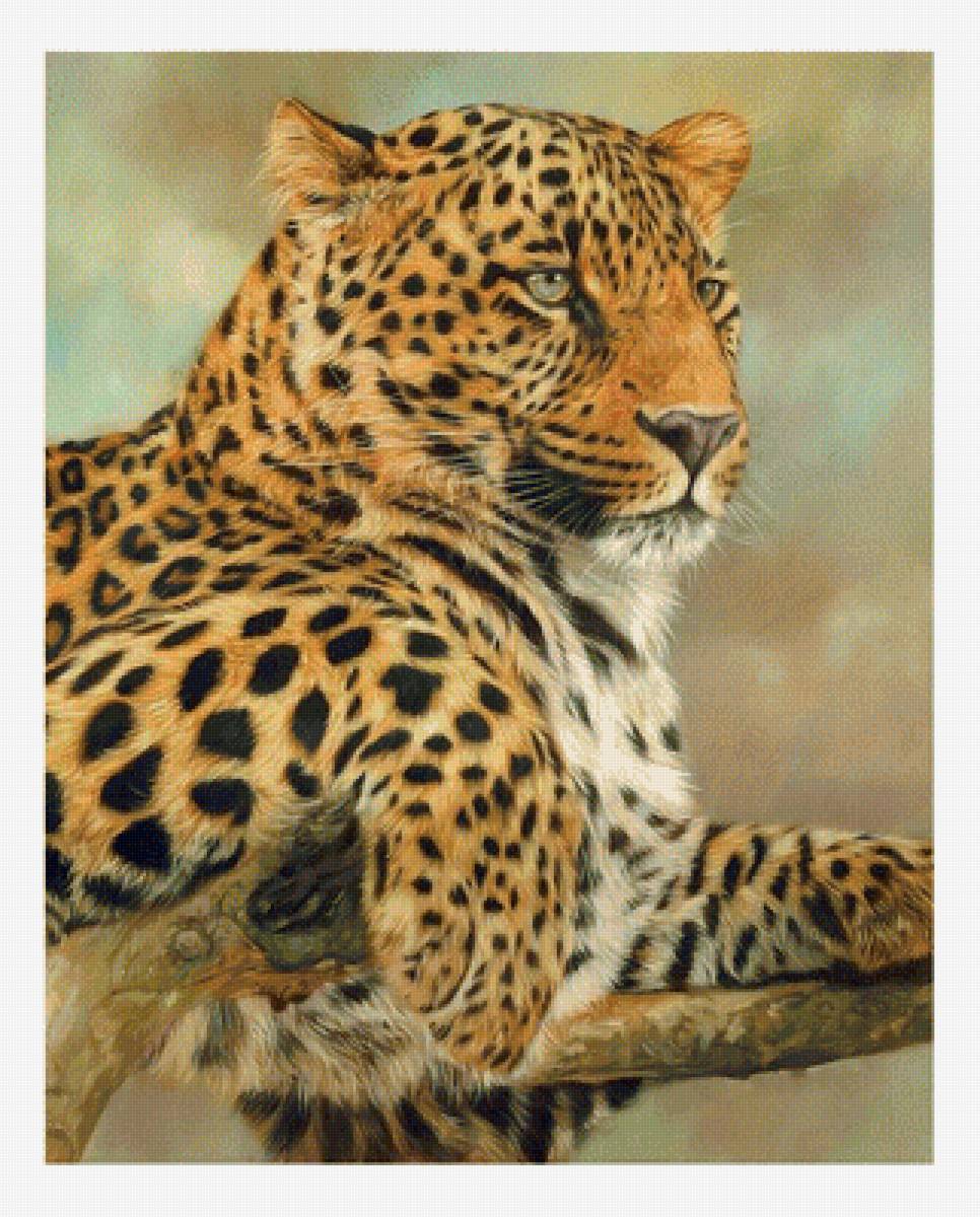 Леопард - животные, звери - предпросмотр