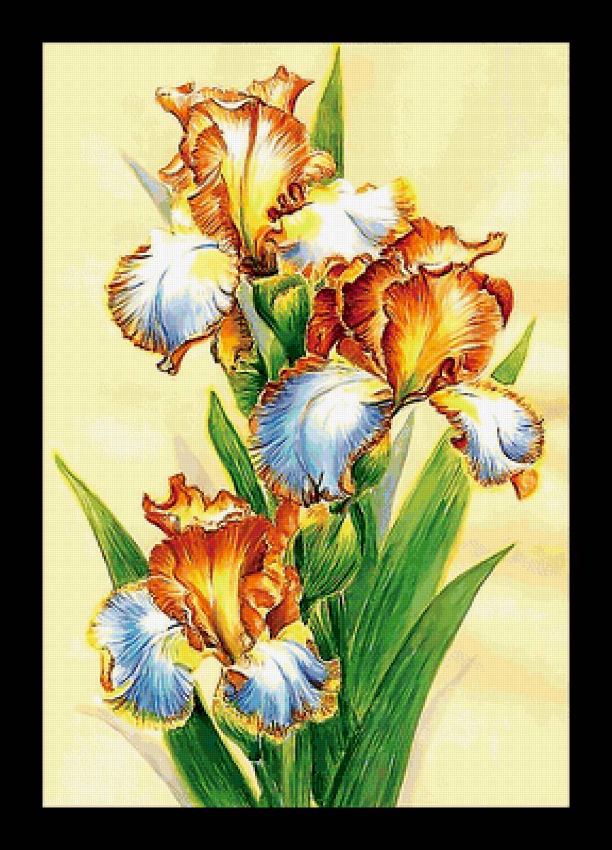 Серия "Ирисы" - флора, цветы, ирисы - предпросмотр