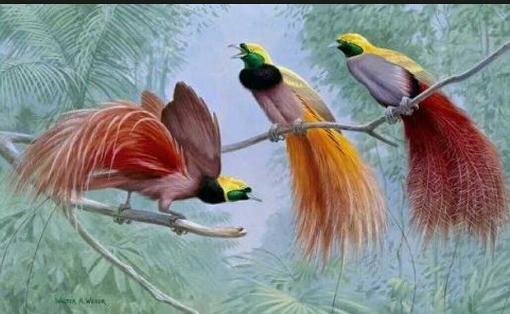 Райские птички - ветвь, птицы - оригинал