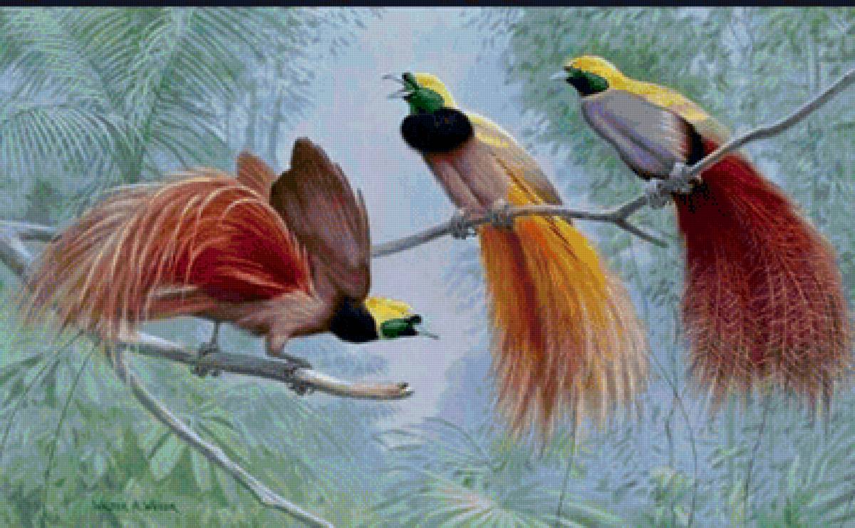 Райские птички - ветвь, птицы - предпросмотр