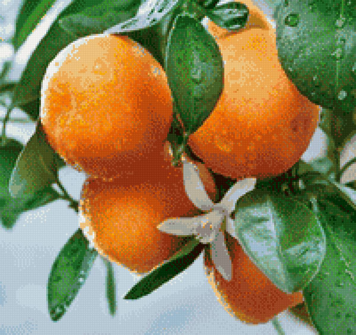 апельсин - апельсин, сад, фрукт - предпросмотр