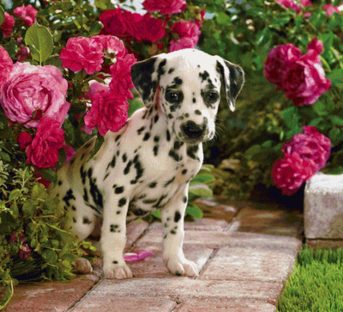 Далматинец - щенок, собака, далматинец, животные, розы, собачка, цветы - предпросмотр
