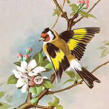 Схема вышивки «Щегол»