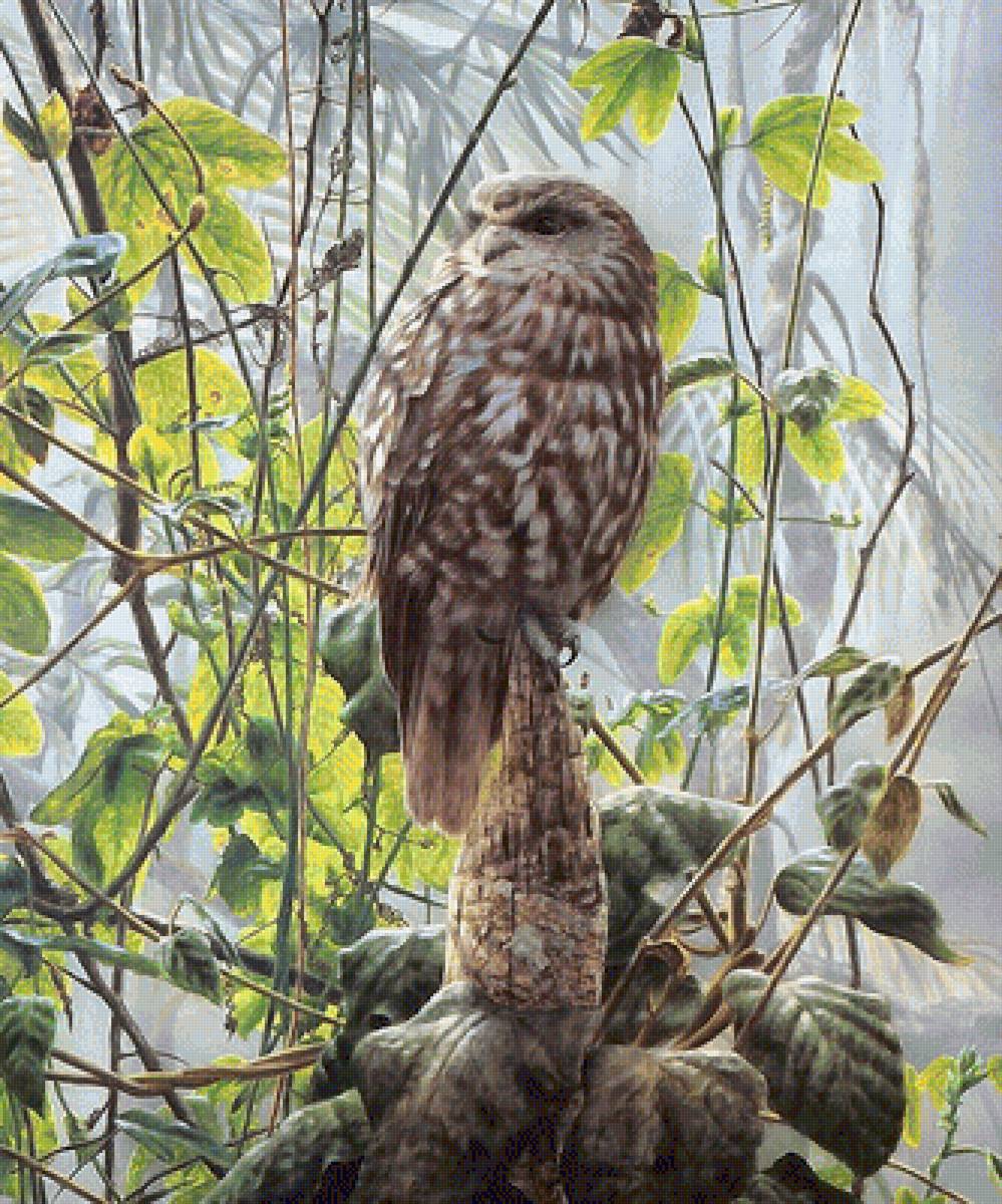 сова - птицы - предпросмотр