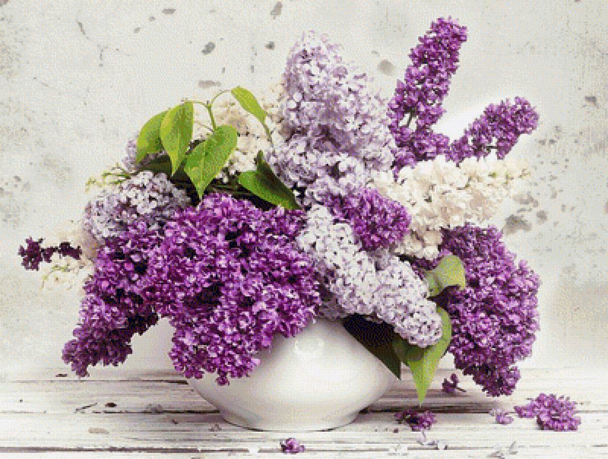 СИРЕНЬ - сирень - предпросмотр