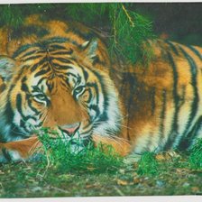 Схема вышивки «мой тигр»