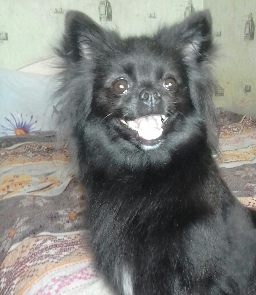 Лапуля - оригинал