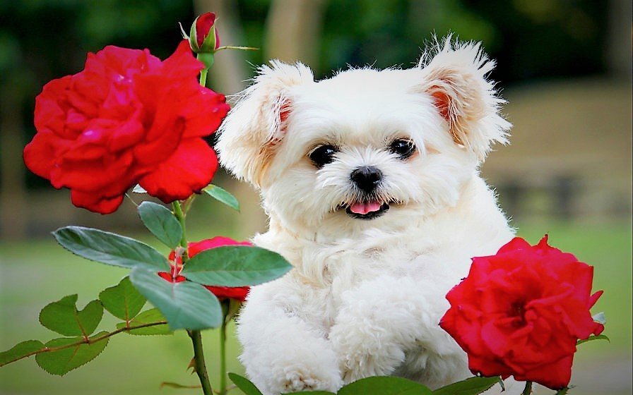розы и щенок - цветы, фото, щенок, розы - оригинал