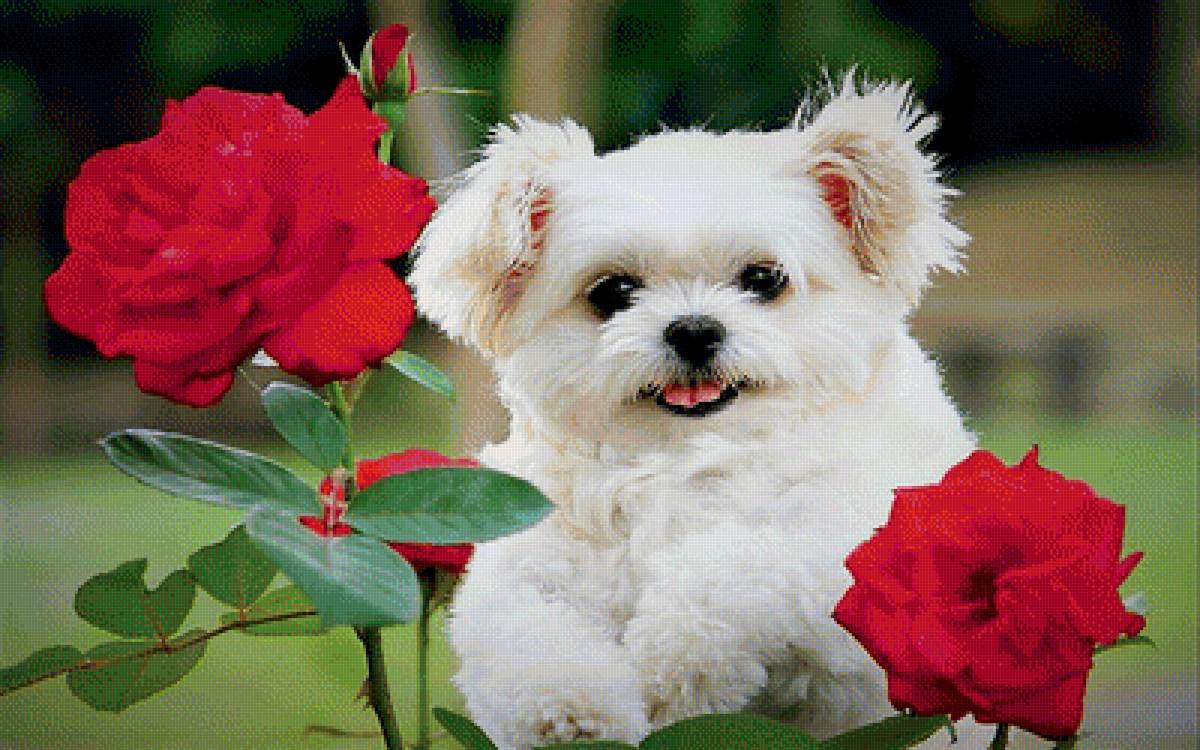 розы и щенок - щенок, фото, цветы, розы - предпросмотр