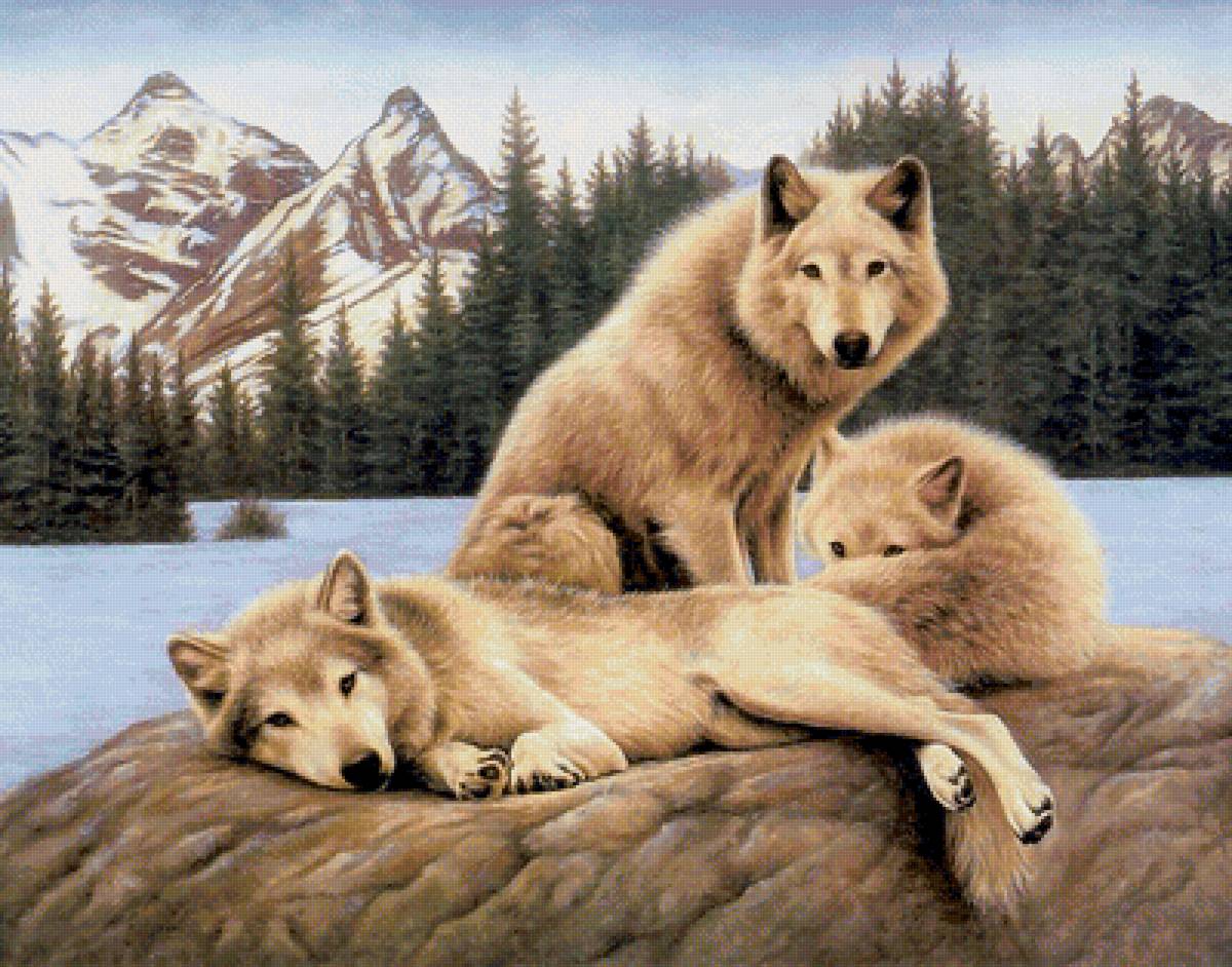 Волки - волк, животные, лес, зима, горы, волки, природа, рисунок - предпросмотр