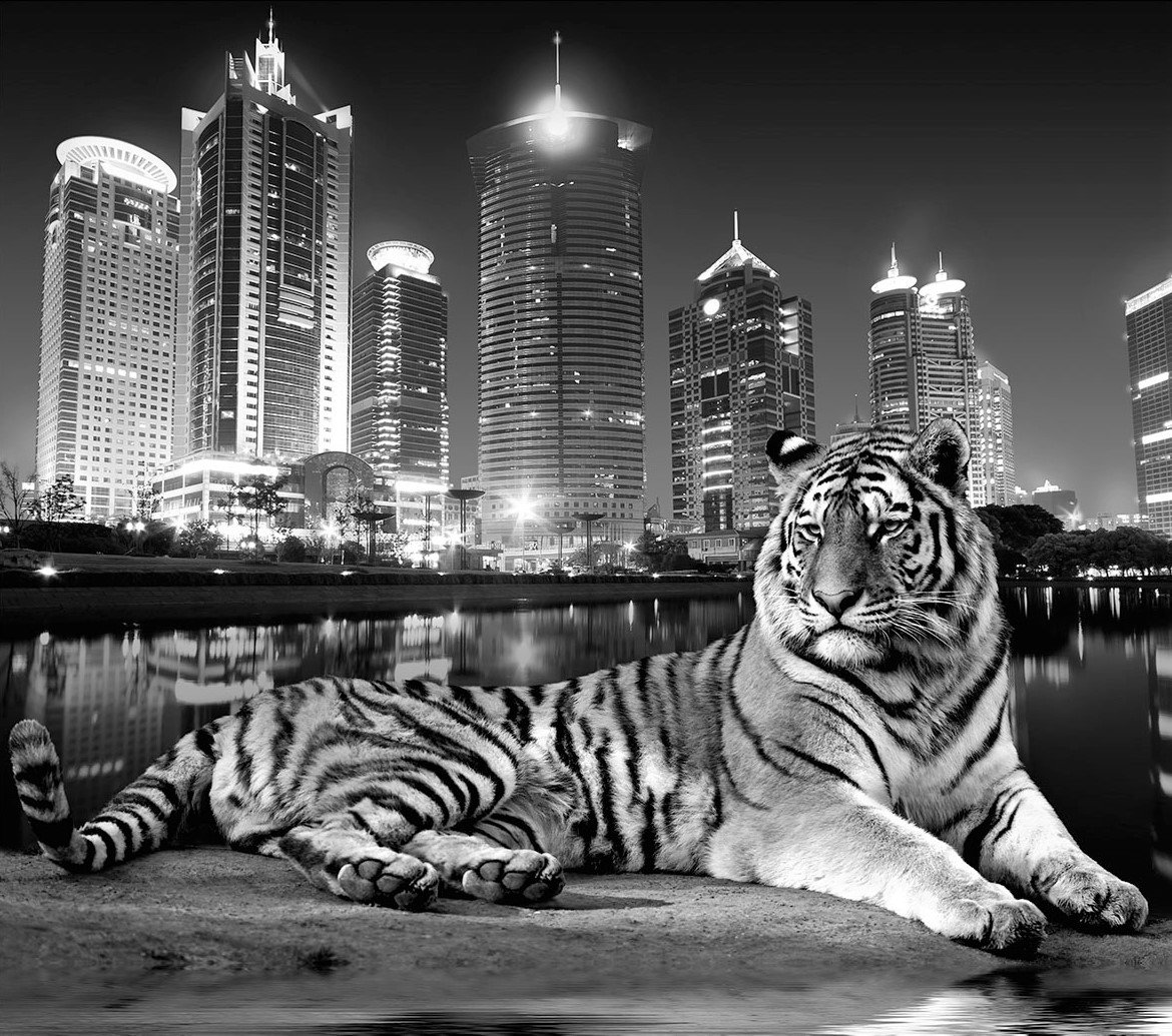 Тигр - город, тигр, монохром, животные - оригинал