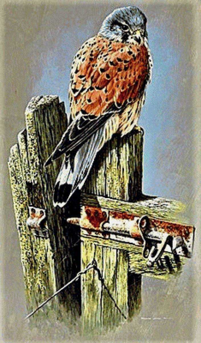 №1886714 - птицы - предпросмотр