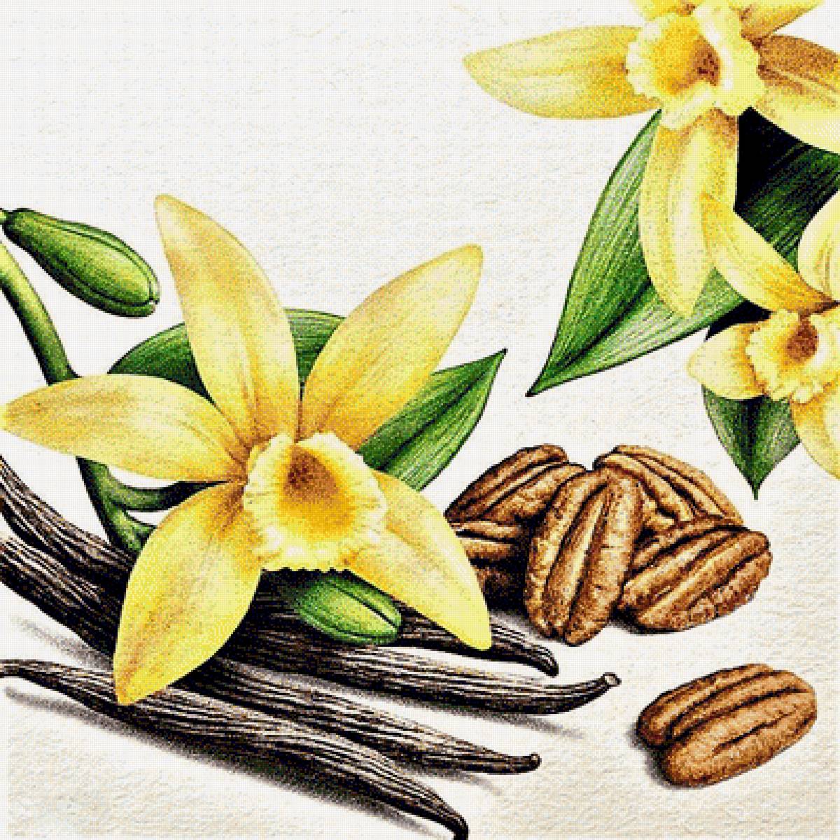 №1886747 - ваниль - предпросмотр