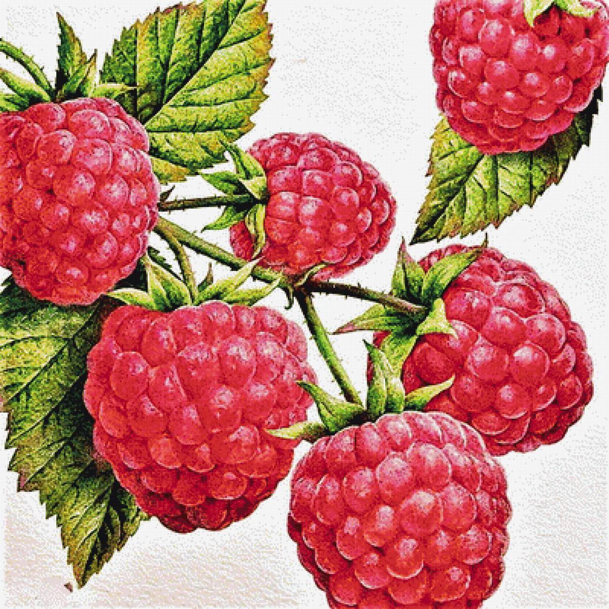 №1886773 - малина - предпросмотр