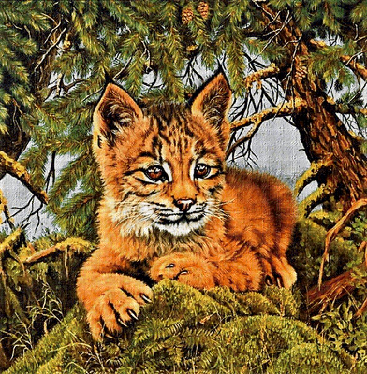 №1887149 - рысь - предпросмотр