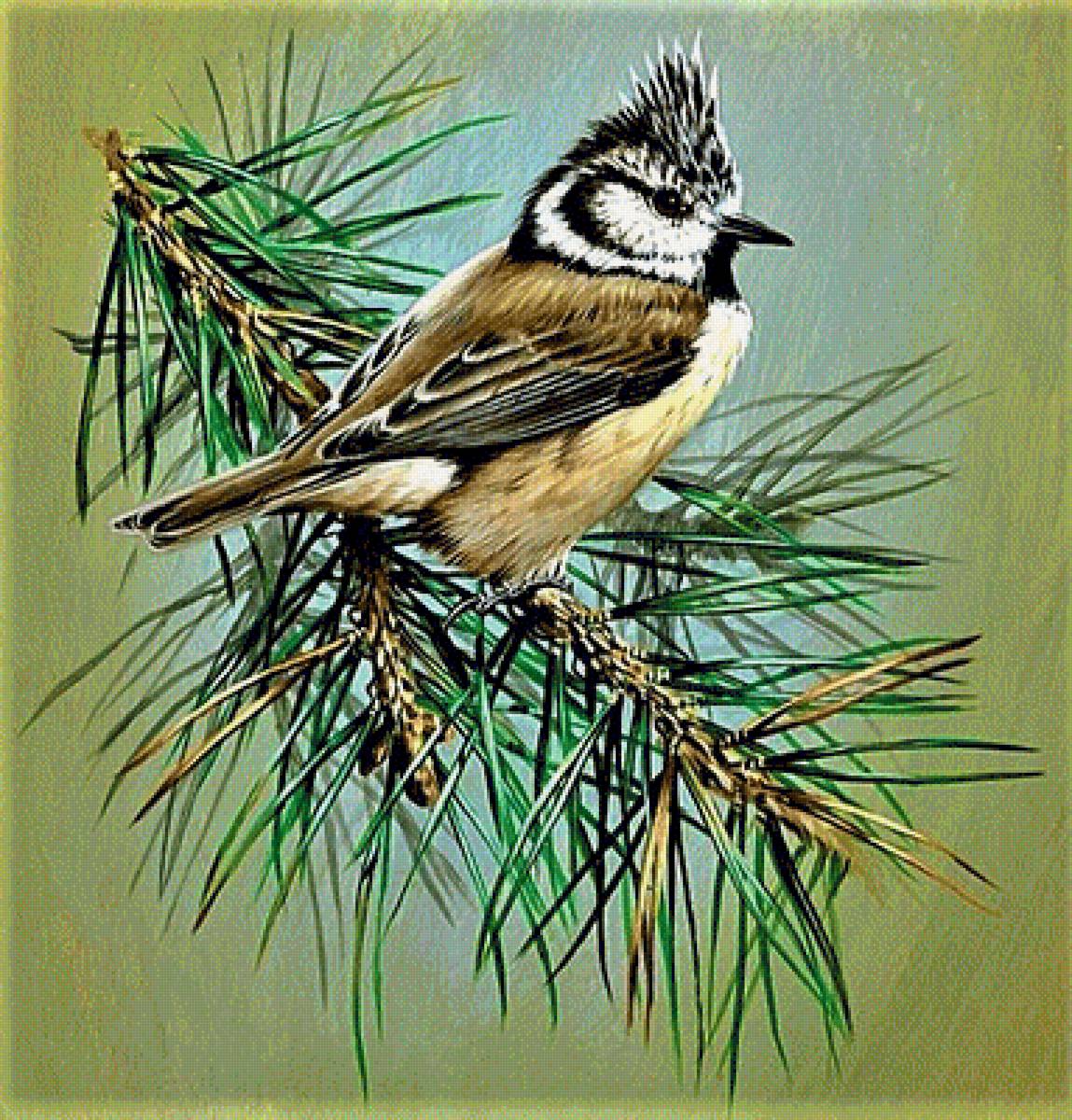 №1887267 - птицы - предпросмотр