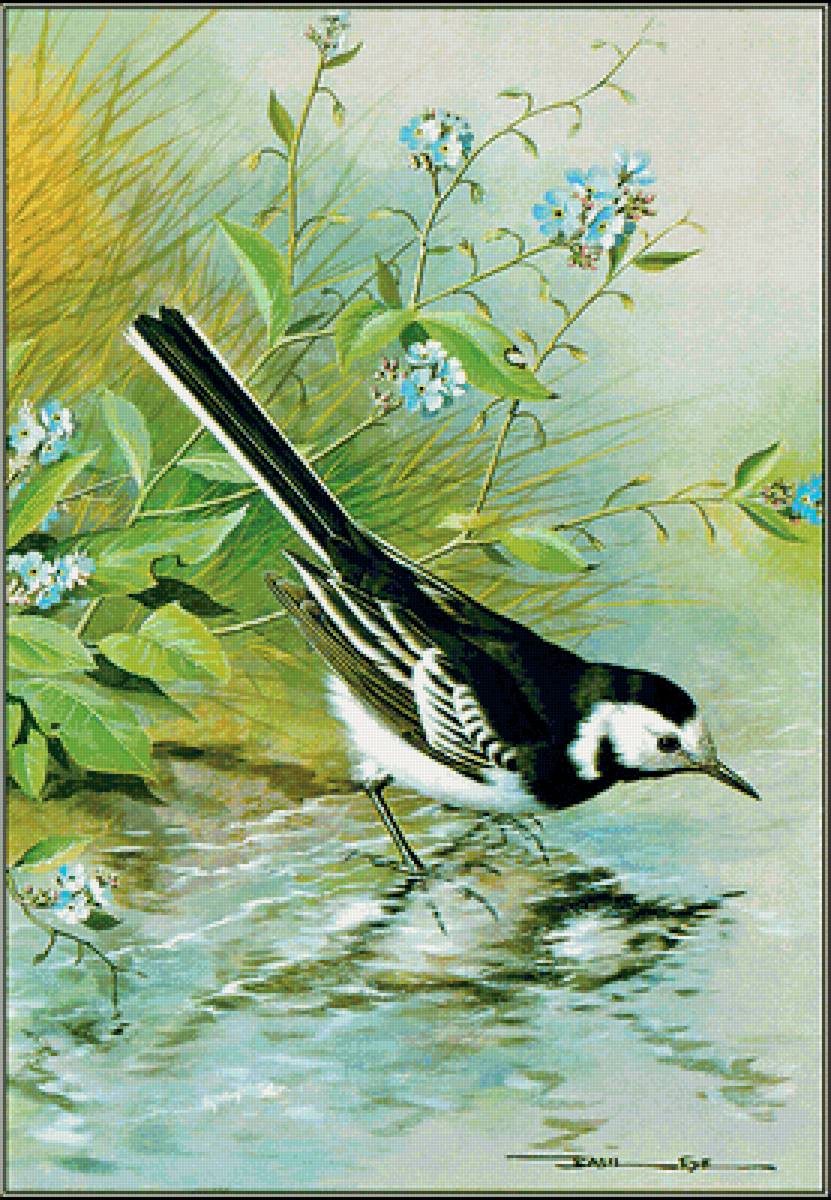 У воды - птица, берег, вода, река - предпросмотр