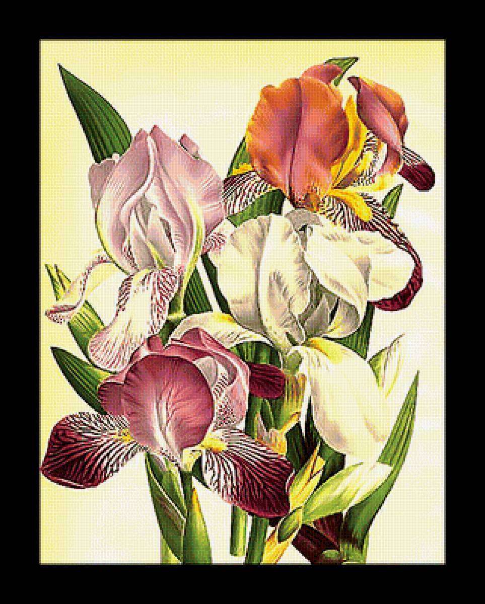 Серия "Ирисы" - ирисы, флора, цветы - предпросмотр