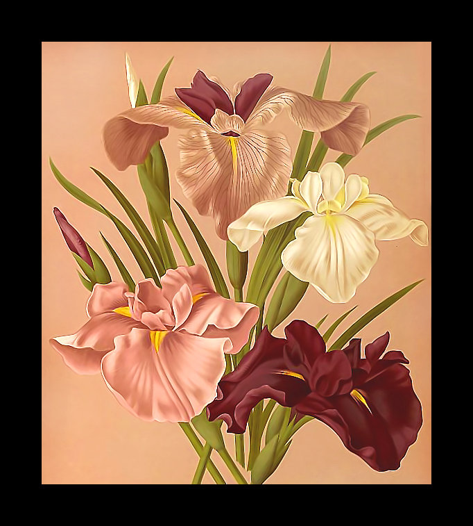 Серия "Ирисы" - флора, ирисы, цветы - оригинал