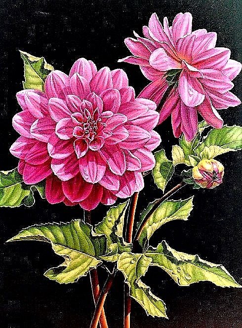 №1888748 - георгины - оригинал