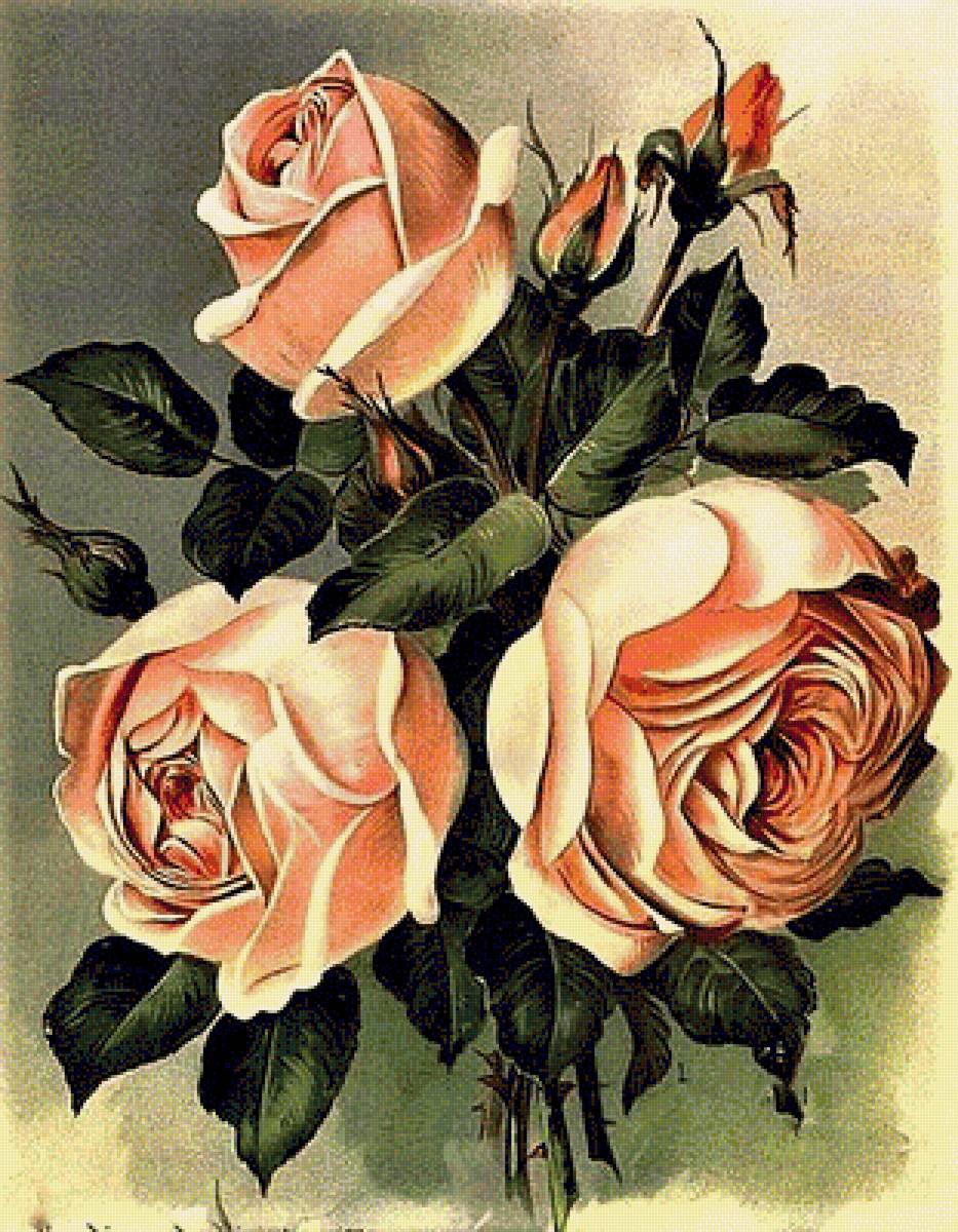 Предпросмотр схемы вышивки "№ 1889113". № 1889113 - розы - предпр...