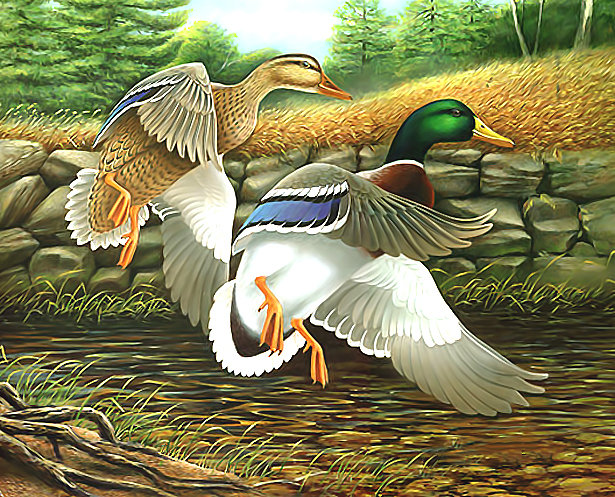 Серия "Птицы". Утки - птицы, утки, фауна - оригинал