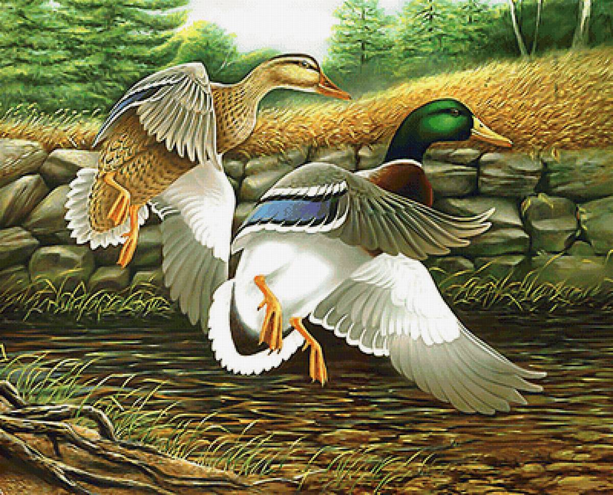 Серия "Птицы". Утки - утки, фауна, птицы - предпросмотр