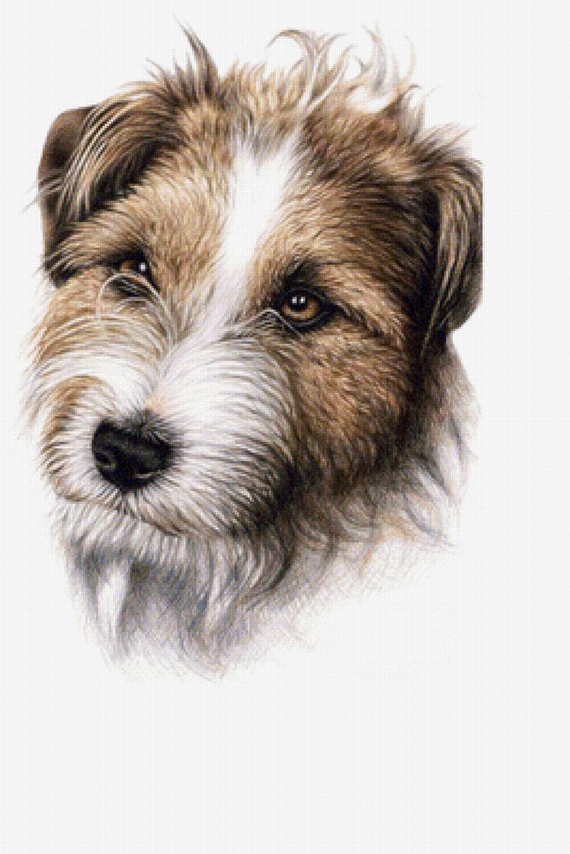 Пес - звери, животные - предпросмотр