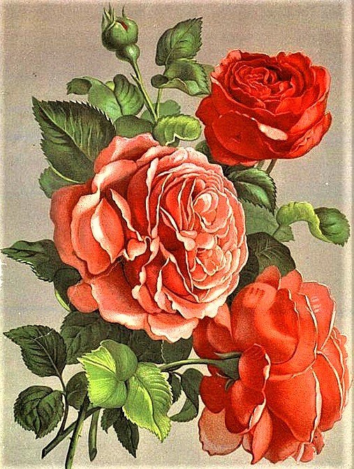 №1889261 - розы - оригинал