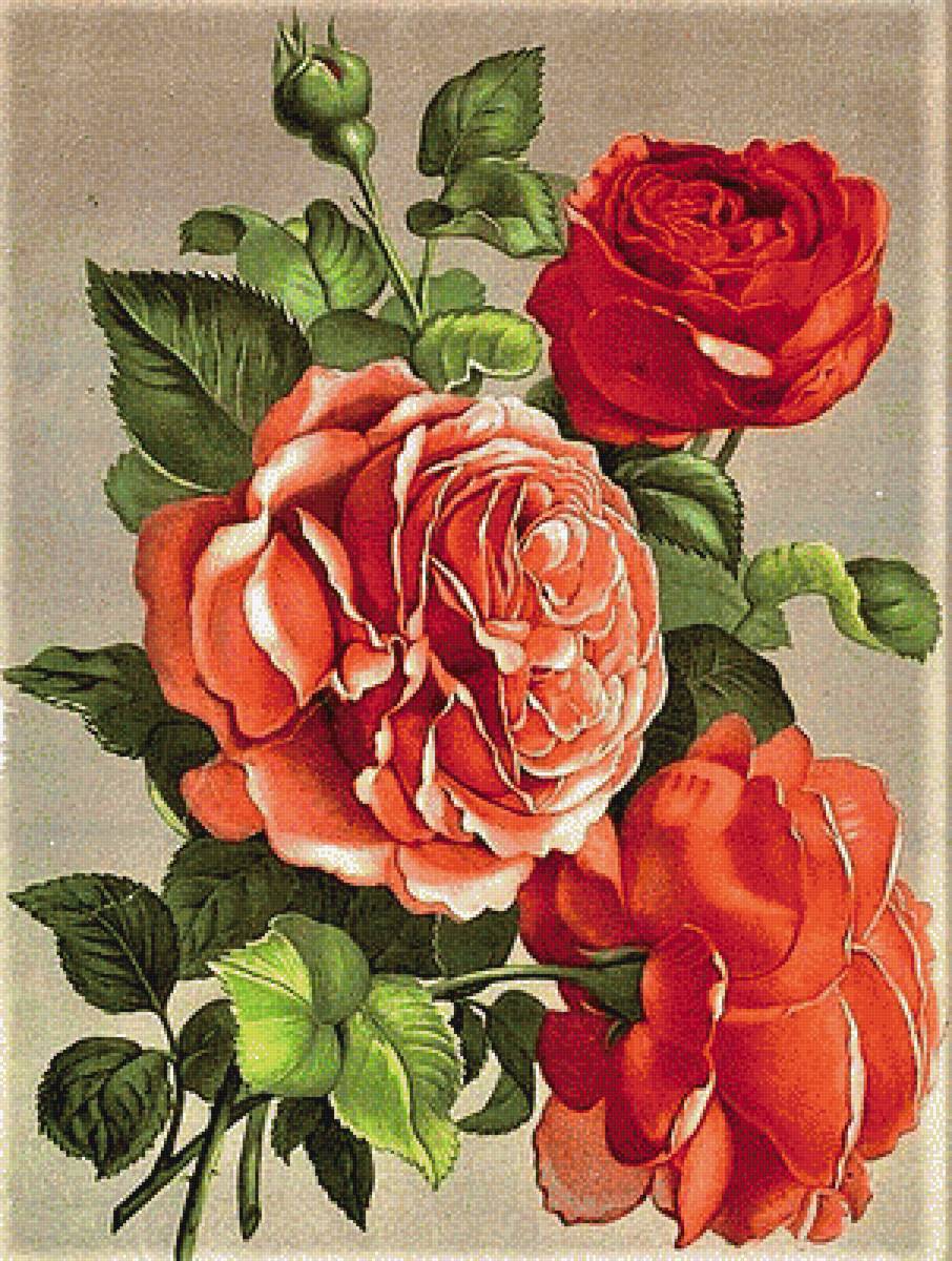 №1889261 - розы - предпросмотр