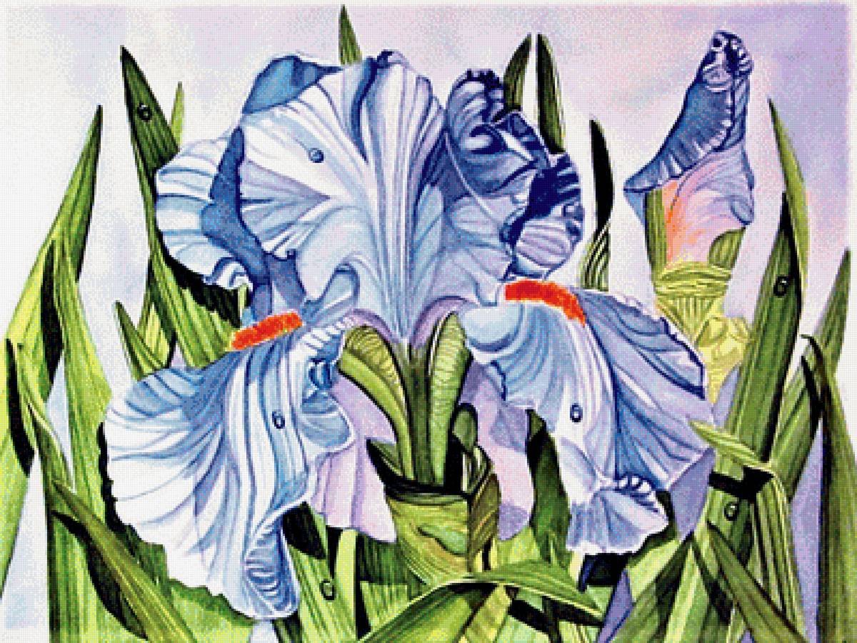 №1889281 - ирис - предпросмотр