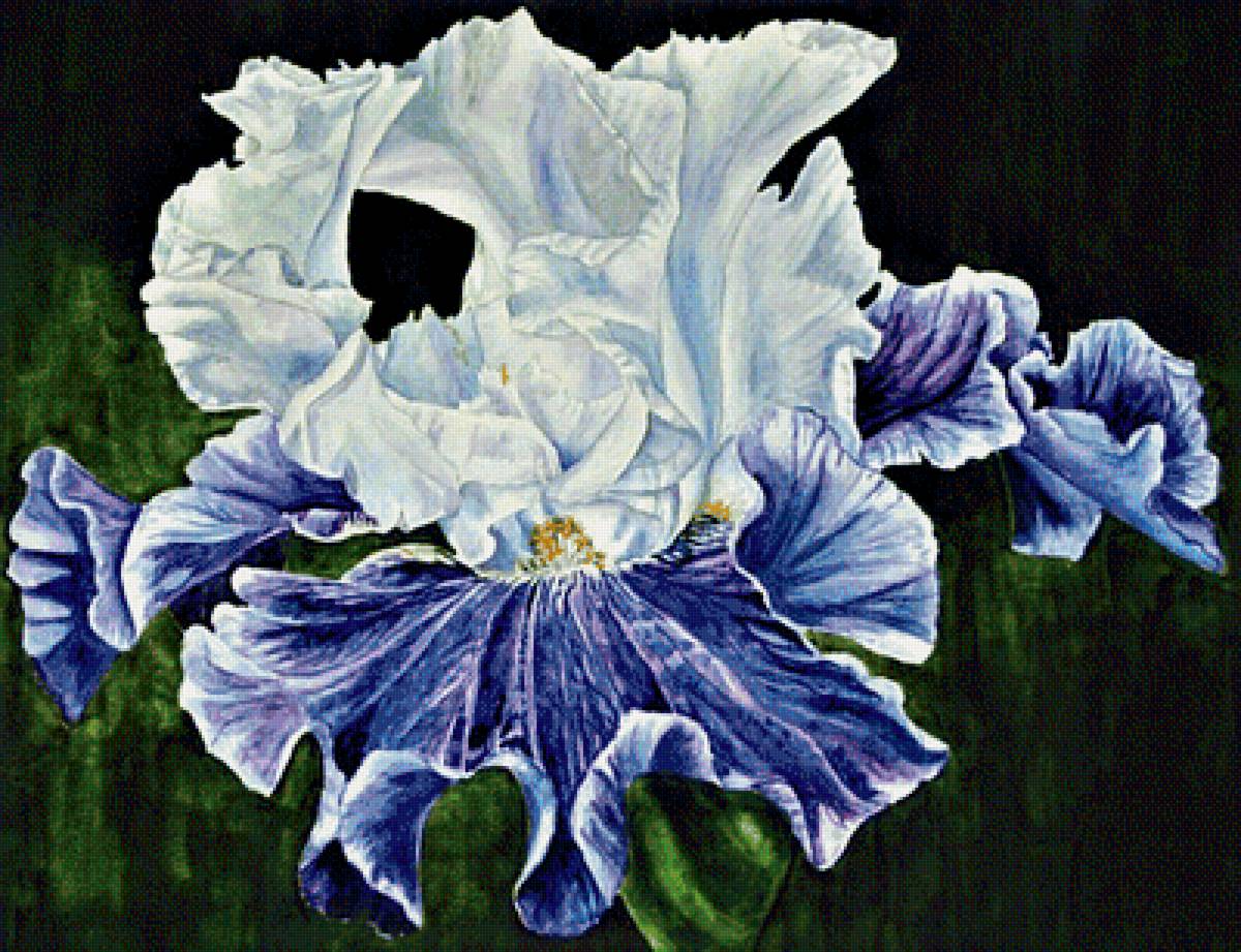 №1889851 - ирис - предпросмотр